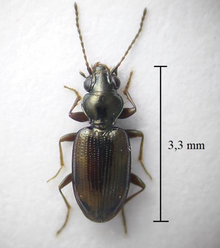 Bembidion axillare occiduum